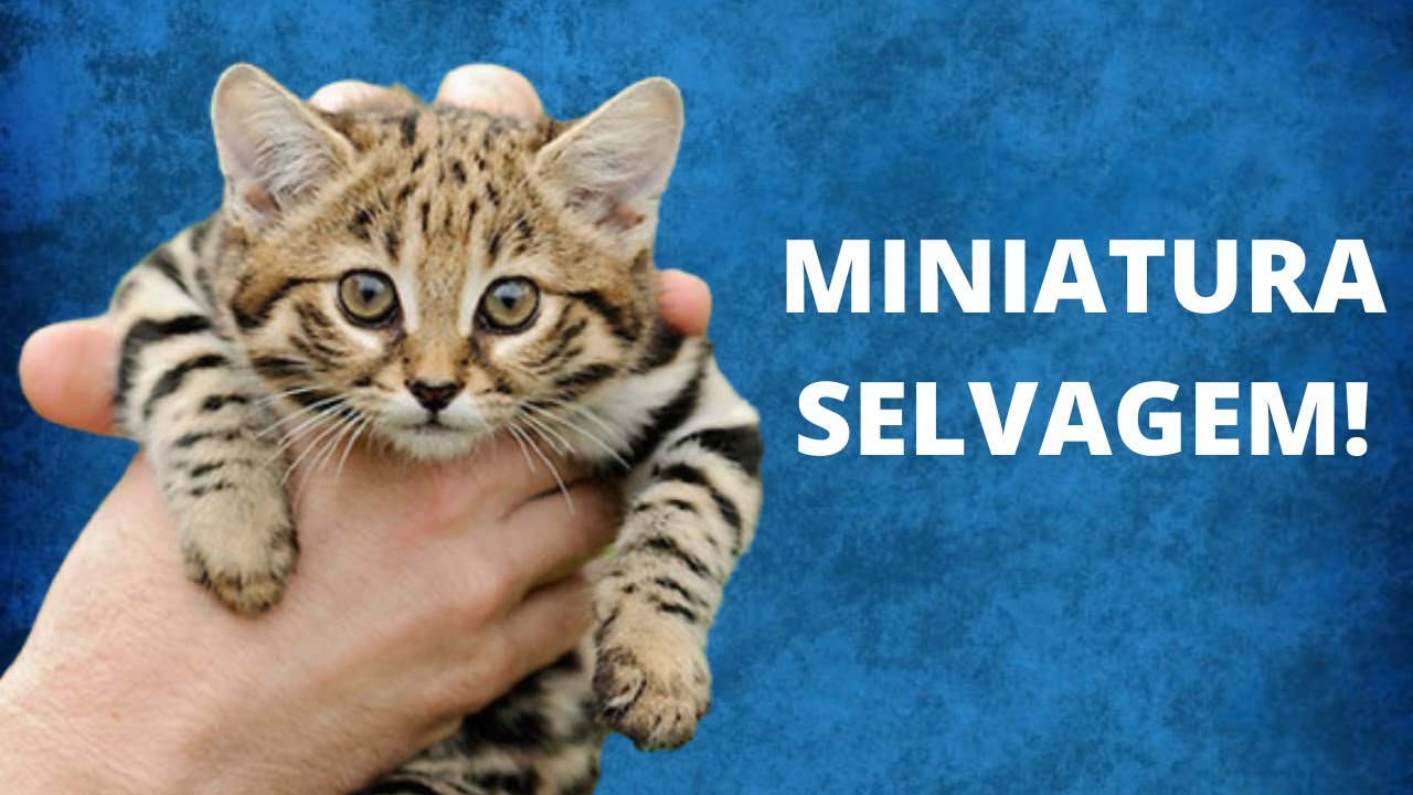 O MENOR FELINO SELVAGEM DO MUNDO! GATO-BRAVO-DE-PATAS-NEGRAS!