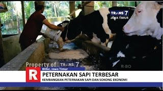 Download lagu TRANS7 JAWA TIMUR - Peternakan Sapi Terbesar se Asia Tenggara di Blitar mp3 Download lagu TRANS7 JAWA TIMUR - Peternakan Sapi Terbesar se Asia Tenggara di Blitar mp3