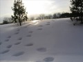 Utah Phillips/Jody Stecher & Kate Brislin - Walking Through Your Town in the Snow