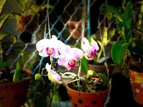 Thể hiện bởi Nam Vĩnh