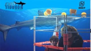 DIA 2 Expo Tiburon71