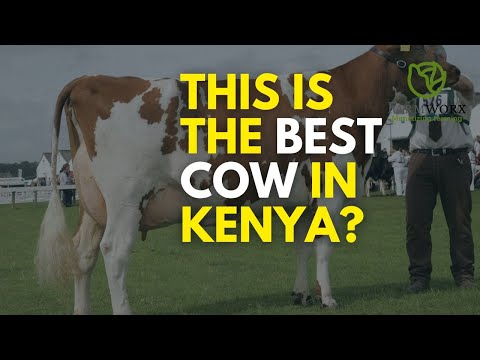 The True Cost of a Friesian Cow Is it worth it