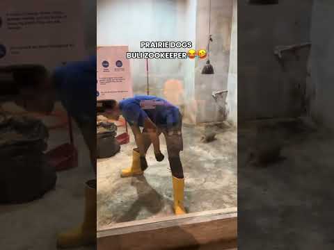 Prairie Dog Bully Zookeeper