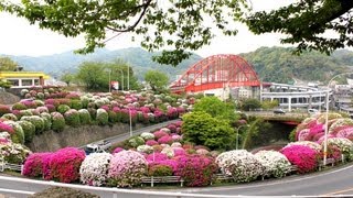 preview picture of video '音戸大橋とツツジが美しい風景 Azalea and Ondo Bridge'