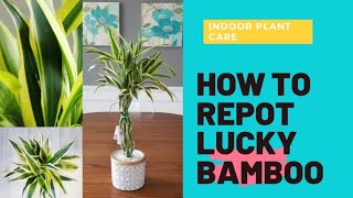 How to repot Lucky Bamboo without killing it