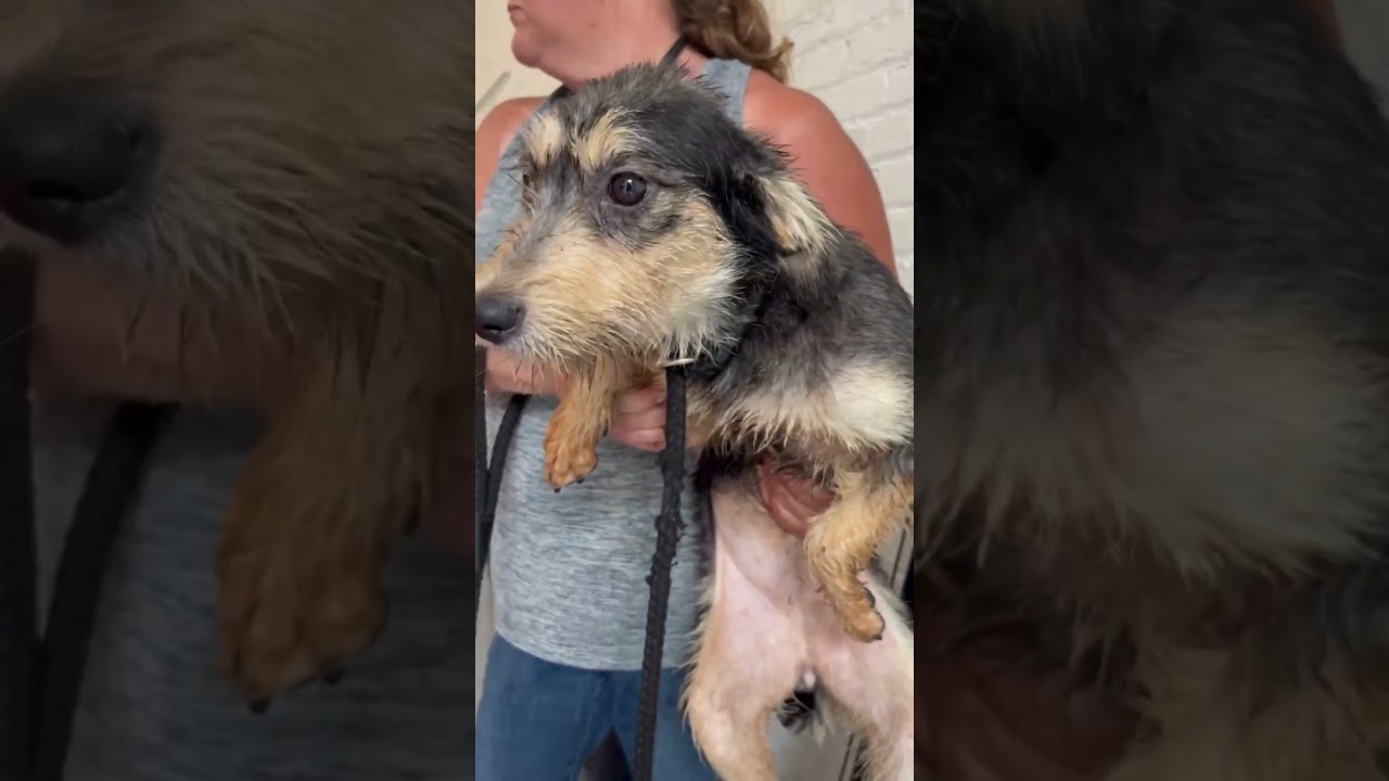 Chungking Express, an adopted mixed breed in New York, NY video 6/6