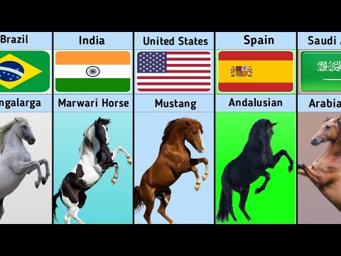Horse Breed From Different Countries Part-1 || Data Compression || Digital Mehfuz || DM