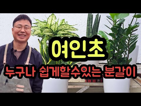 여인초 분갈이 방법 여인초 분갈이 방법