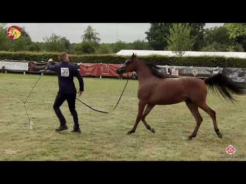 N 30 MALIHA RC   2020 ELRAN ARABIAN CUP   Fillies 2 years old Class 5