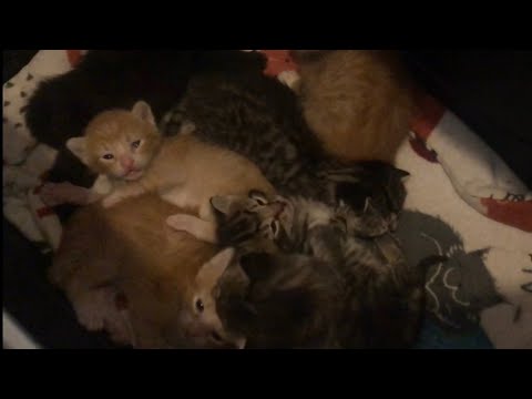 Momma Cat And Her 8 Precious Kittens