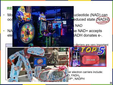 Biology2E Ch7 MChen Lecture Video Part1