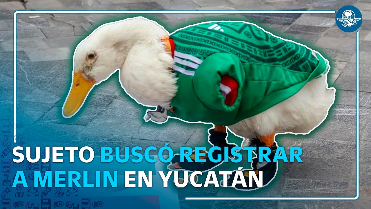 Intentan registrar al Pato Merlín en Yucatán para fines de campañas políticas