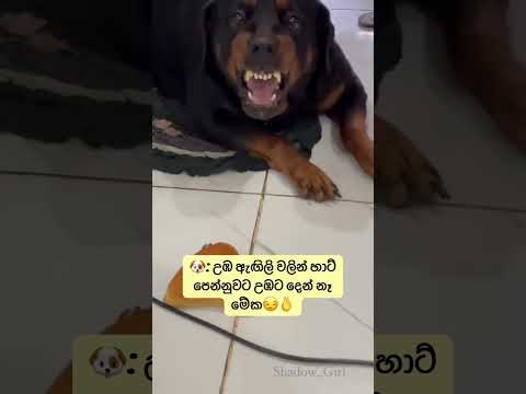 අයියා තවටිකෙන් අක්කා වෙනවා😪🤌