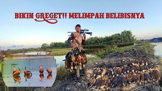 Download lagu GREGET❗❗ Super Large Harvest of Grouse mp3 Download lagu GREGET❗❗ Super Large Harvest of Grouse mp3