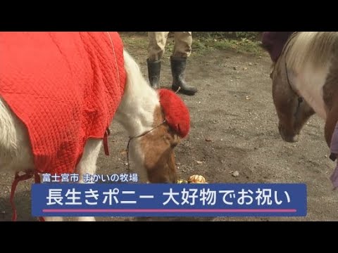 YouTube Video ２頭の長寿のポニーに大好物のリンゴやバナナなどの贈り物　静岡・富士宮市「まかいの牧場」