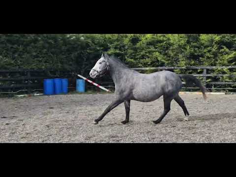 Young Carrabawn 4yr old filly for sale - Image 2