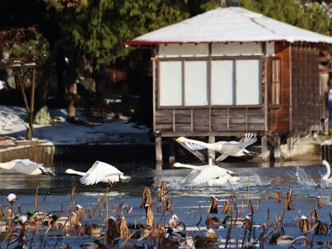 弁天潟風致公園 白鳥