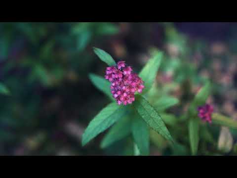 Forester - Towns (Jesse Wagdin InstaCover)