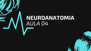 NEUROANATOMIA | AULA 04 | MACROSCOPIA DA MEDULA ESPINHAL - P2