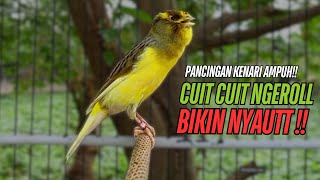Download lagu SUARA Kenari GACOR PANJANG Pancingan & masteran Kenari Paud AGAR gacor AMPUH Kenari MACET bunyii mp3