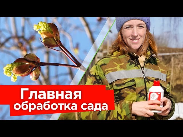 МОЩНЫЙ УДАР ПО ВРЕДИТЕЛЯМ И БОЛЕЗНЯМ! Первая и главная обработка сада весной: когда и чем