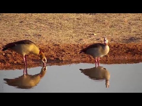 Djuma: Egyptian Goose pair - 06:23 - 10/21/19