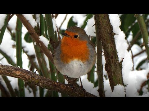 22.01.23 - Sehr zutrauliches und handzahmes Rotkehlchen