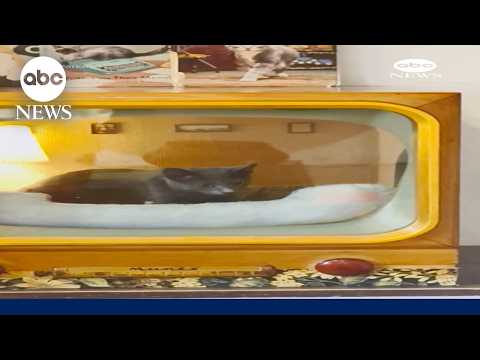 Man makes nostalgic nooks for cats