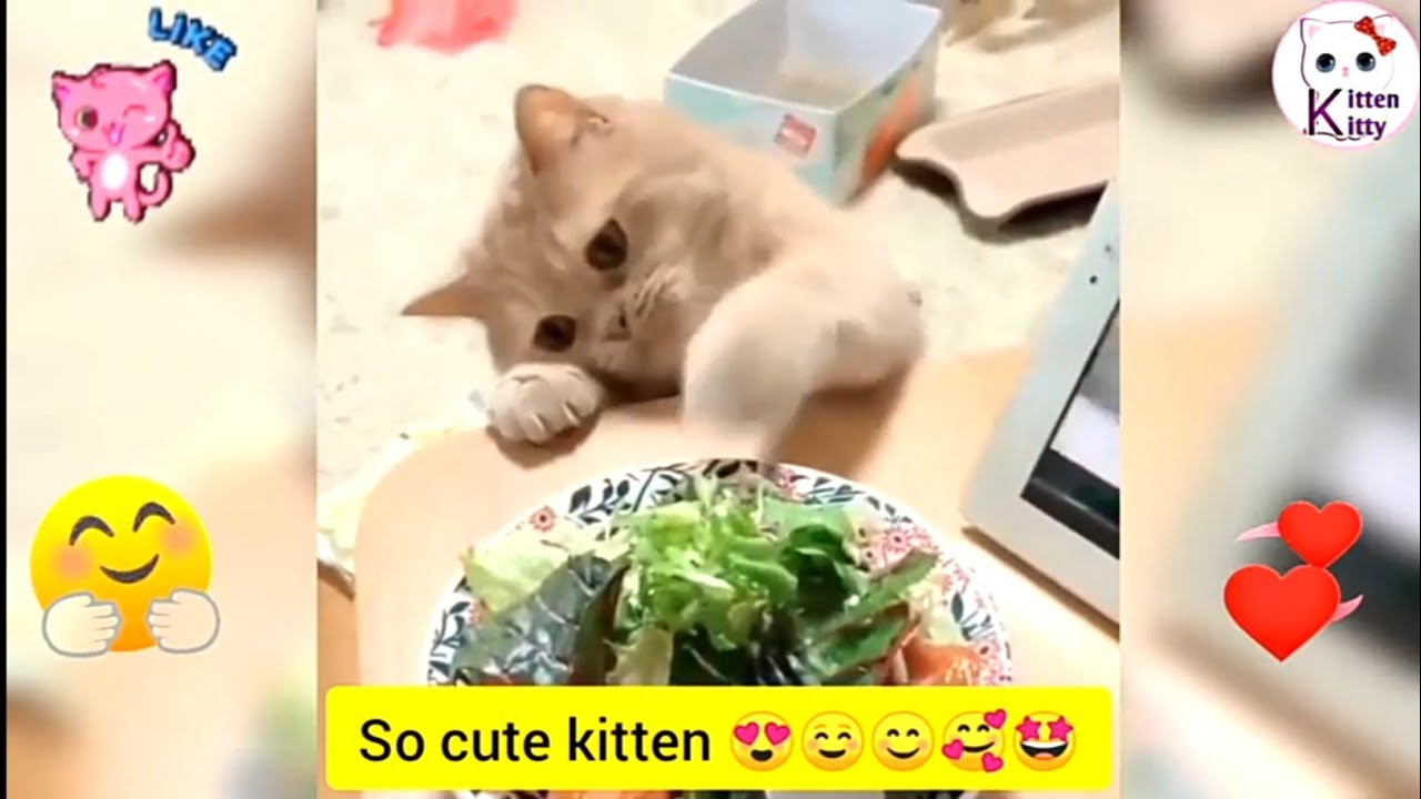 baby kitten meowing for mom //kitten crying for help ..how to climb up ~ kittenkitty
