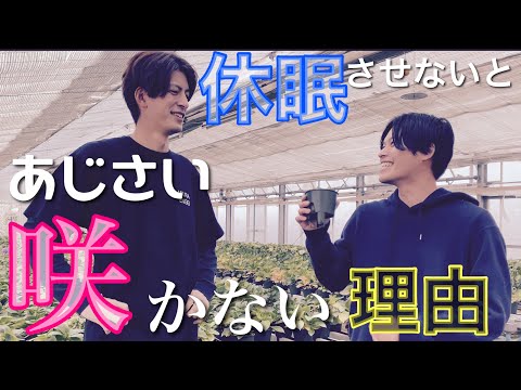 アジサイを早く育てる方法 何月に剪定するか 肥料の水やり