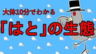 大体10分でわかる『はとの生態』