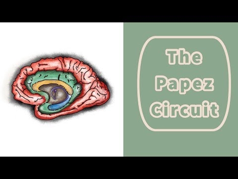 The Papez Circuit