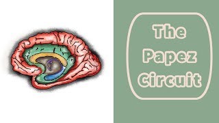 The Papez Circuit