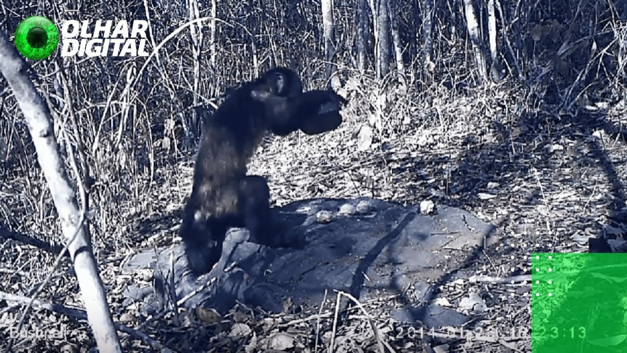 Macacos de Minas Gerais alcançam um novo estágio da evolução!