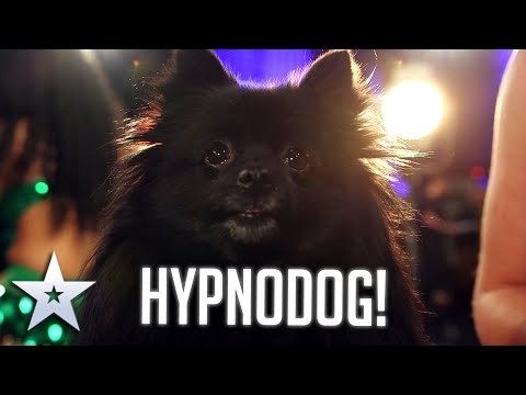 DOG HYPNOTIST! I Audition I BGT Series 9