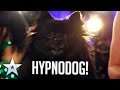 DOG HYPNOTIST I Audition I BGT Series 9