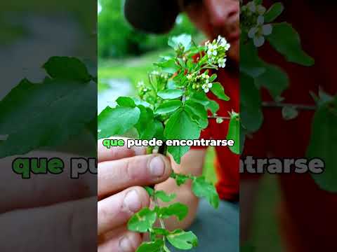 El BERRO del río 🌱 Agua de Oro | Gaia Regenerativa