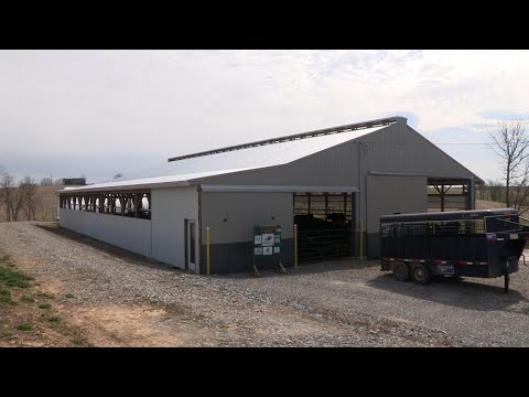 Beef producers prioritizing cow-comfort (video)