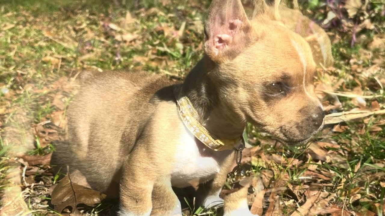 Enlarge Arlo, an adopted mixed breed in Humble, TX video 2/6