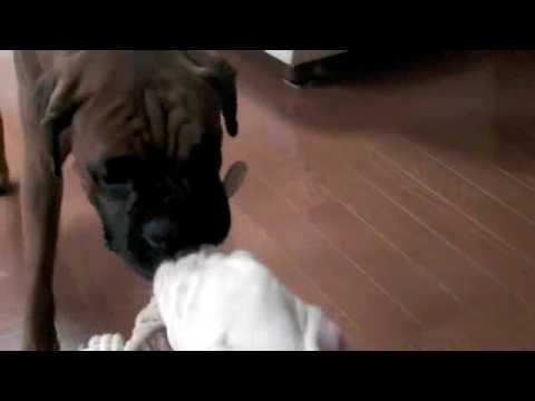 Azzo & Toki Tug of War Battle