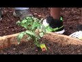 Aunt Katie S Community Garden