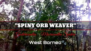 preview picture of video '"Spiny Orb Weaver" - Spiders - West Borneo - Indonesia'