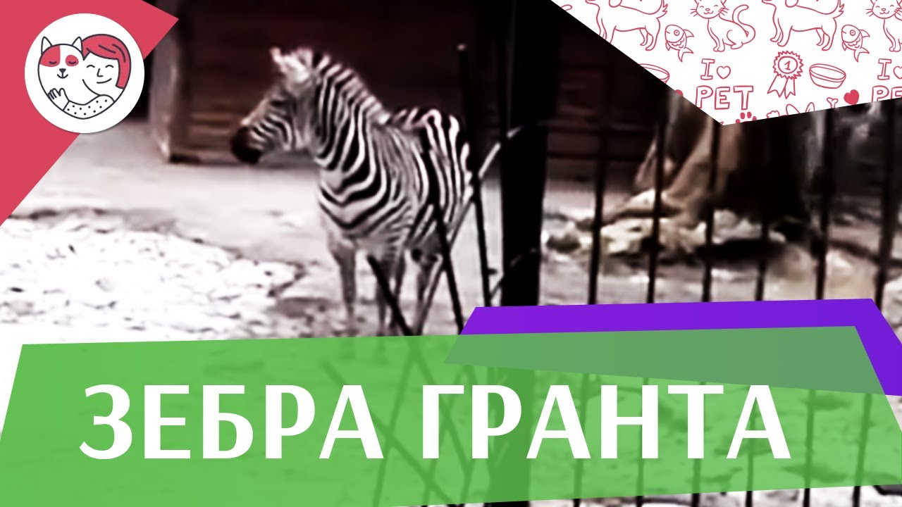 Зебра Гранта на ilikepet