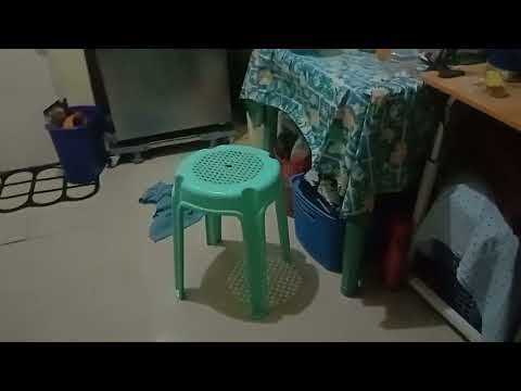 cat night playing  🐈🐈🐈