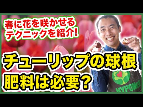 チューリップにきちんと肥料を与える 植物