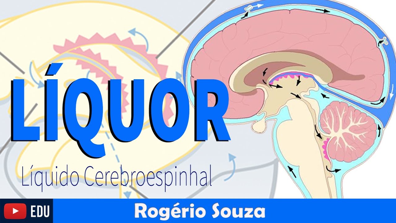 LÍQUOR: Funções e circulação (Vídeo Aula) - Rogério Souza