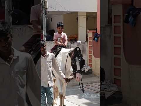 Joy's first time horse ride