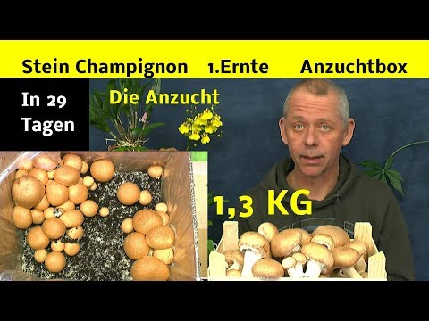 , title : 'Pilzanzucht Stein Champignon bis zur Ernte in 29 Tagen ganz einfach Bio'
