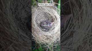 Download lagu anakan pleci monty / montanus.  #burung #pleci #plecimania #josterops #pcmi #plecimaniaindonesia mp3