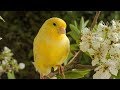 Deep Rest Sleeping Music Calm Music Peaceful Music Canary And Friends By Tim Janis